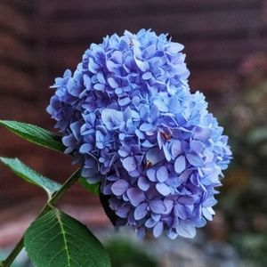 Meet your Posher, Shelly